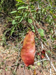 Lysiphyllum cunninghamii