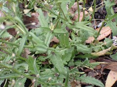 Capsella bursa-pastoris