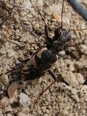 Neocicindela