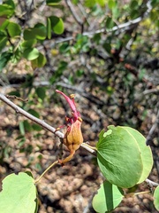 Lysiphyllum cunninghamii
