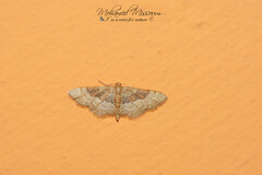 Idaea completa