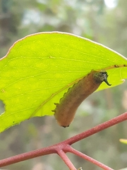 Symphyta