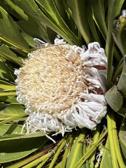 Protea cryophila