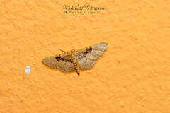 Idaea completa