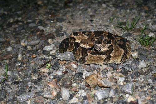 Photo of a Timber Rattlesnake (Crotalus horridus)