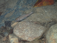 Cyprinidae