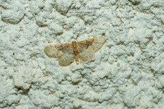 Idaea completa