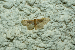 Idaea completa