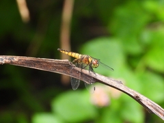 Aethriamanta brevipennis