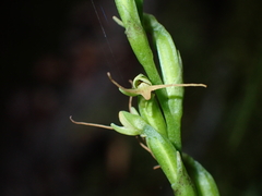 Peristylus