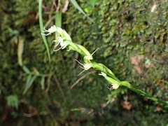 Peristylus