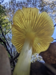 Hygrocybe