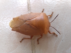 Tessaratoma papillosa