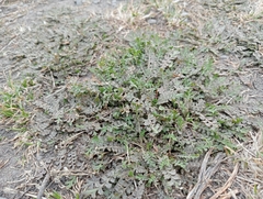 Lepidium tenuicaule