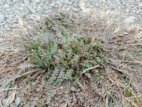Image of Shore Cress by (c) John Barkla, some rights reserved (CC BY)