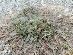 Lepidium tenuicaule