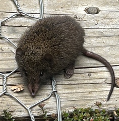 Dusky Antechinus photo 2