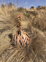 Aloe peglerae