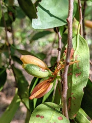 Dendrophthoe glabrescens