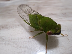 Chremistica ochracea