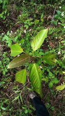 Ficus variegata garciae