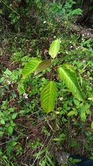 Ficus variegata garciae