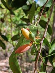 Dendrophthoe glabrescens