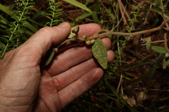 Solanum hapalum