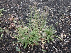 Capsella bursa-pastoris