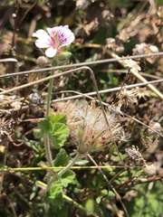 Pelargonium australe
