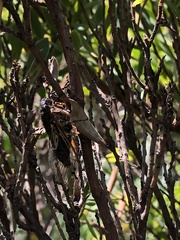 Gelidea torrida