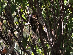 Gelidea torrida