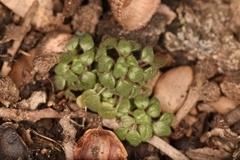 Parietaria pensylvanica pensylvanica