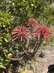 Aloe perfoliata