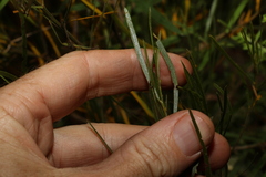 Acacia viscidula
