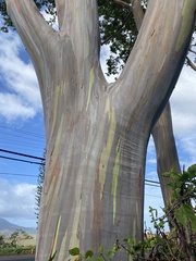 Eucalyptus deglupta