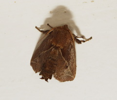 Anaxidia lozogramma