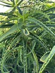 Aloe arborescens