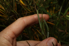 Acacia viscidula