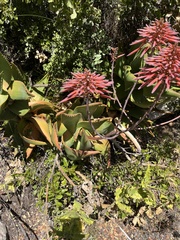 Aloe perfoliata