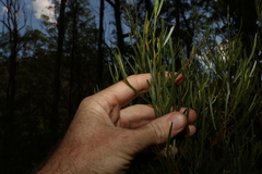 Acacia viscidula