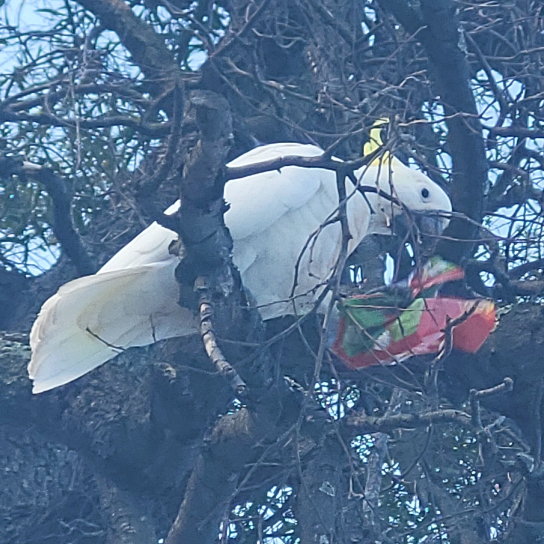 An adult Sulphur-crested Cockatoo perches on a branch with one leg, while examining an open bag of snake lollies with the other.