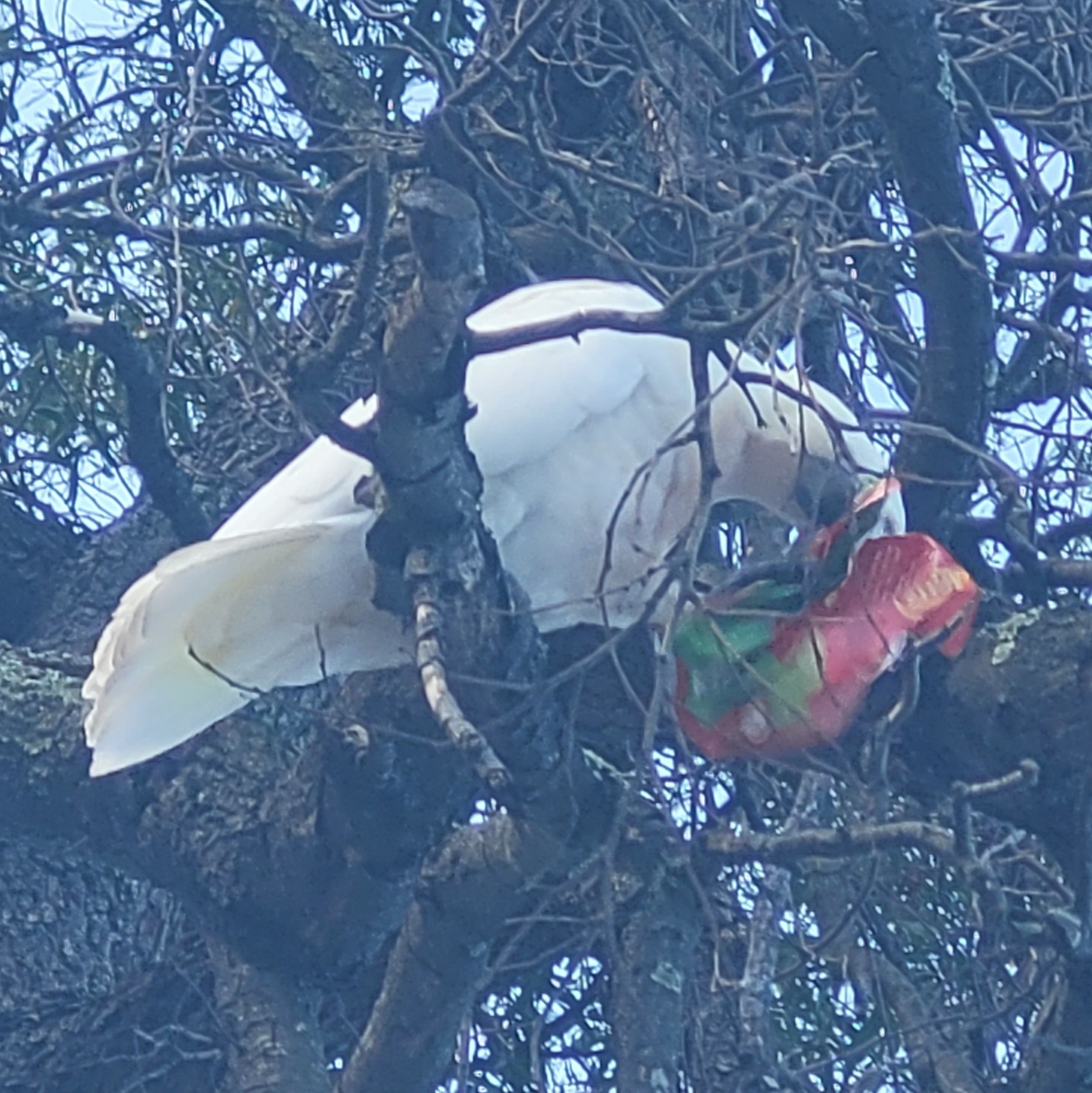 Perched on an overhead branch, a Sulphur-crested Cockatoo buries its white-and-yellow head into an open bag of jelly candies.