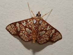 Glyphodes canthusalis