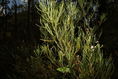 Acacia viscidula