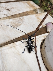 Anoplophora glabripennis