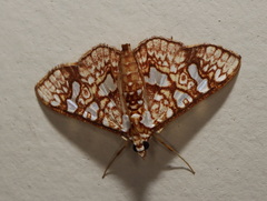 Glyphodes canthusalis