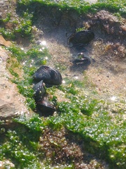 Mytilus galloprovincialis