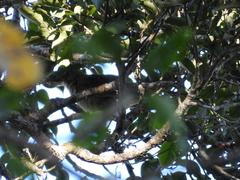 Turdus plebejus