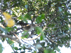 Turdus plebejus